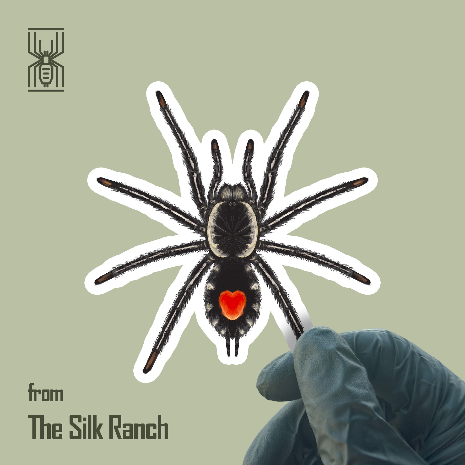 Redback Phantom Tarantula Sticker, Cyriocosmus Hoeferi Waterproof Vinyl Sticker from The Silk Ranch