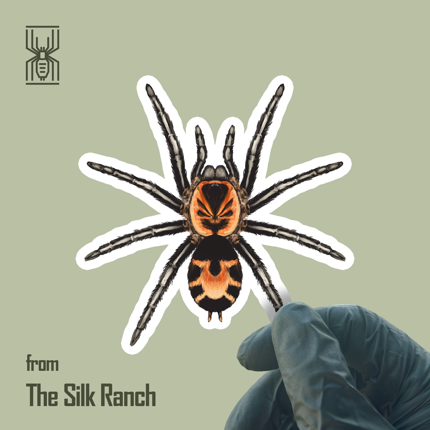 Colombian Dwarf Tarantula Sticker, Cyriocosmus Leetzi Waterproof Vinyl Sticker from The Silk Ranch