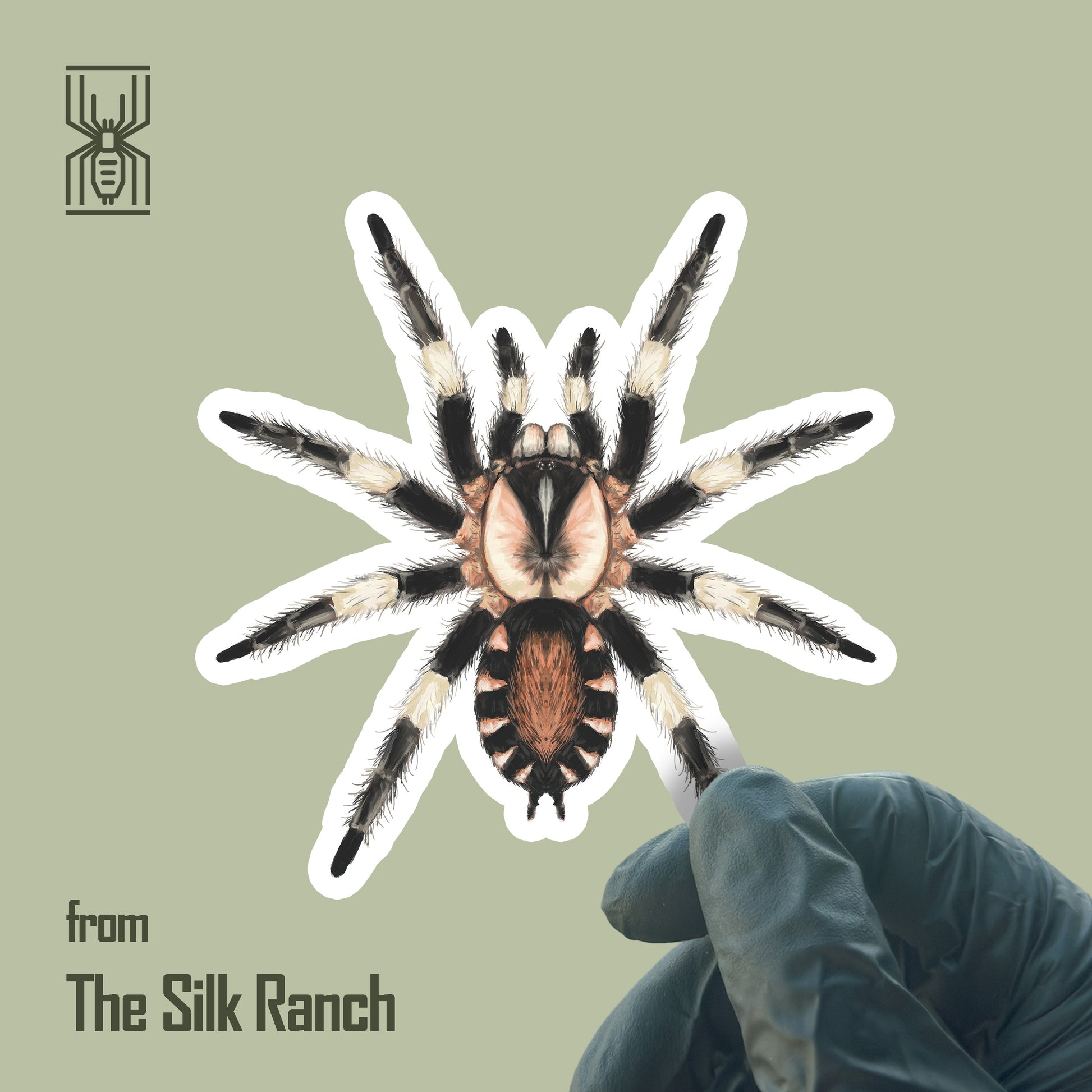 Peruvian black and white Cyriocosmus ritae tarantula vinyl sticker, waterproof and durable, from The Silk Ranch.