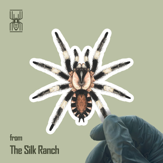 Peruvian Black and White Tarantula Sticker, Cyriocosmus Ritae Waterproof Vinyl Sticker from The Silk Ranch