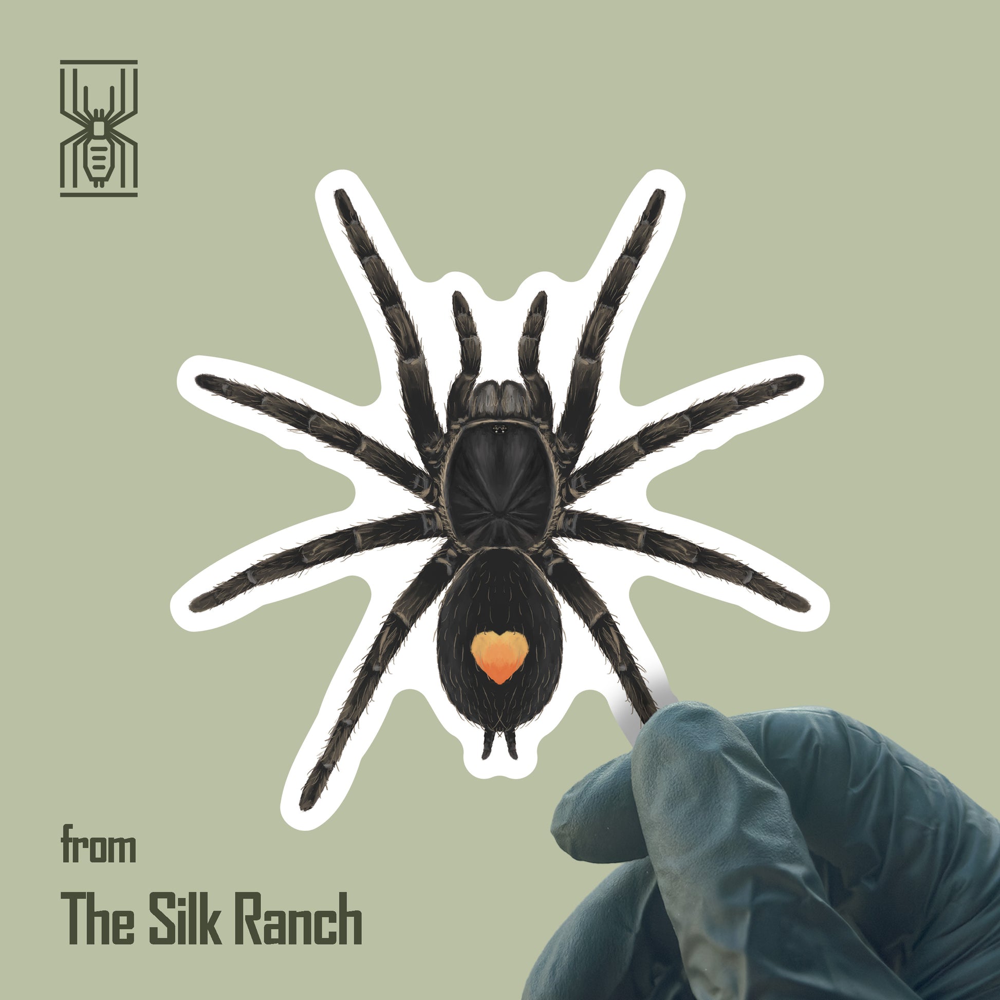 Golden Heart Dwarf Tarantula Sticker, Cyriocosmus Sp. Oronegro Waterproof Vinyl Sticker from The Silk Ranch