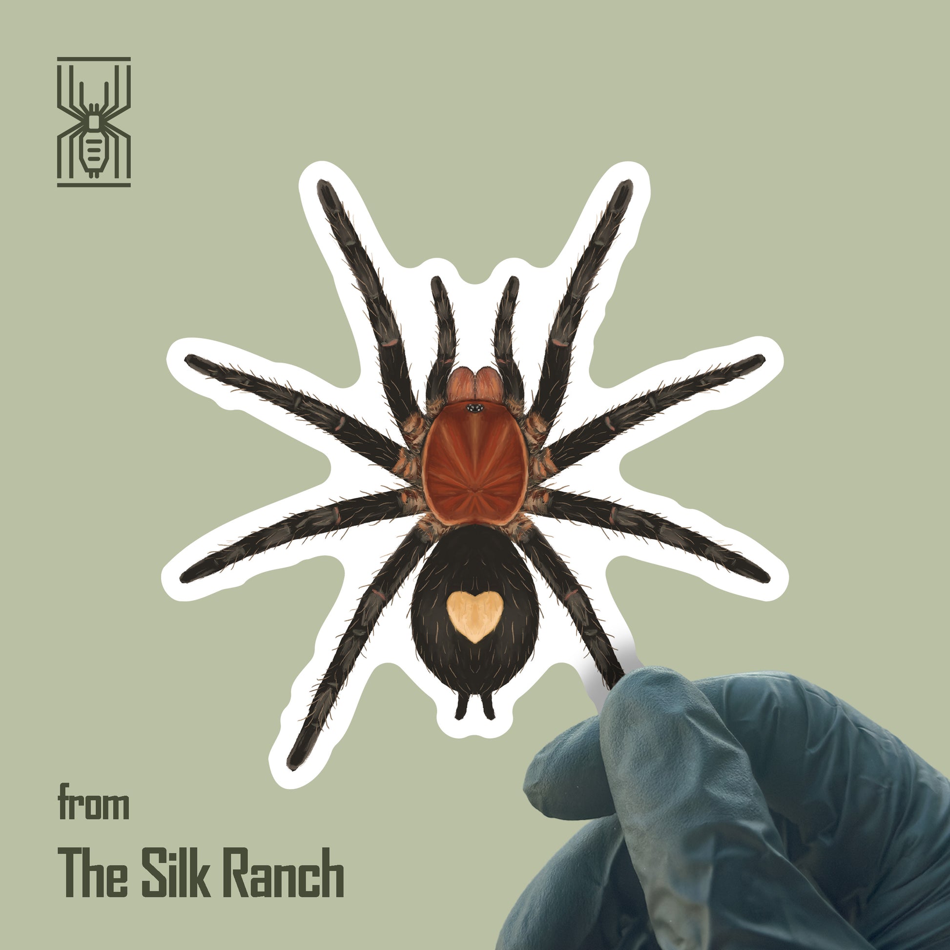 Peruvian Dwarf Tarantula Sticker, Cyriocosmus Sellatus Waterproof Vinyl Sticker from The Silk Ranch