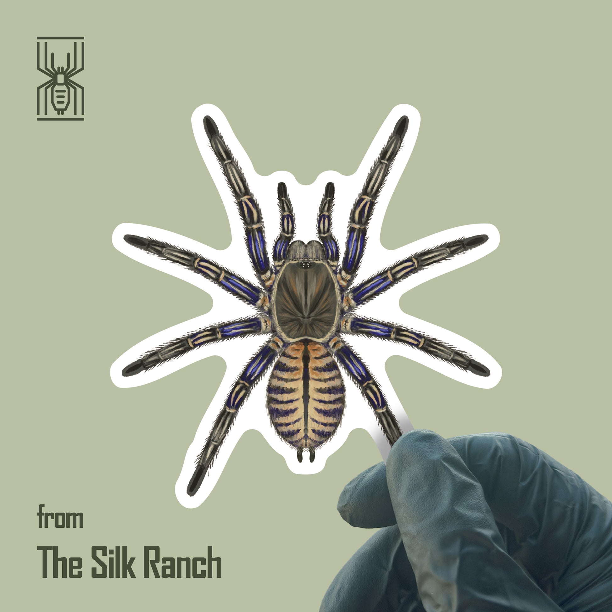 Purple Zebra Earth Tiger Tarantula Sticker, Cyriopagopus Albostriatus Waterproof Vinyl Sticker from The Silk Ranch