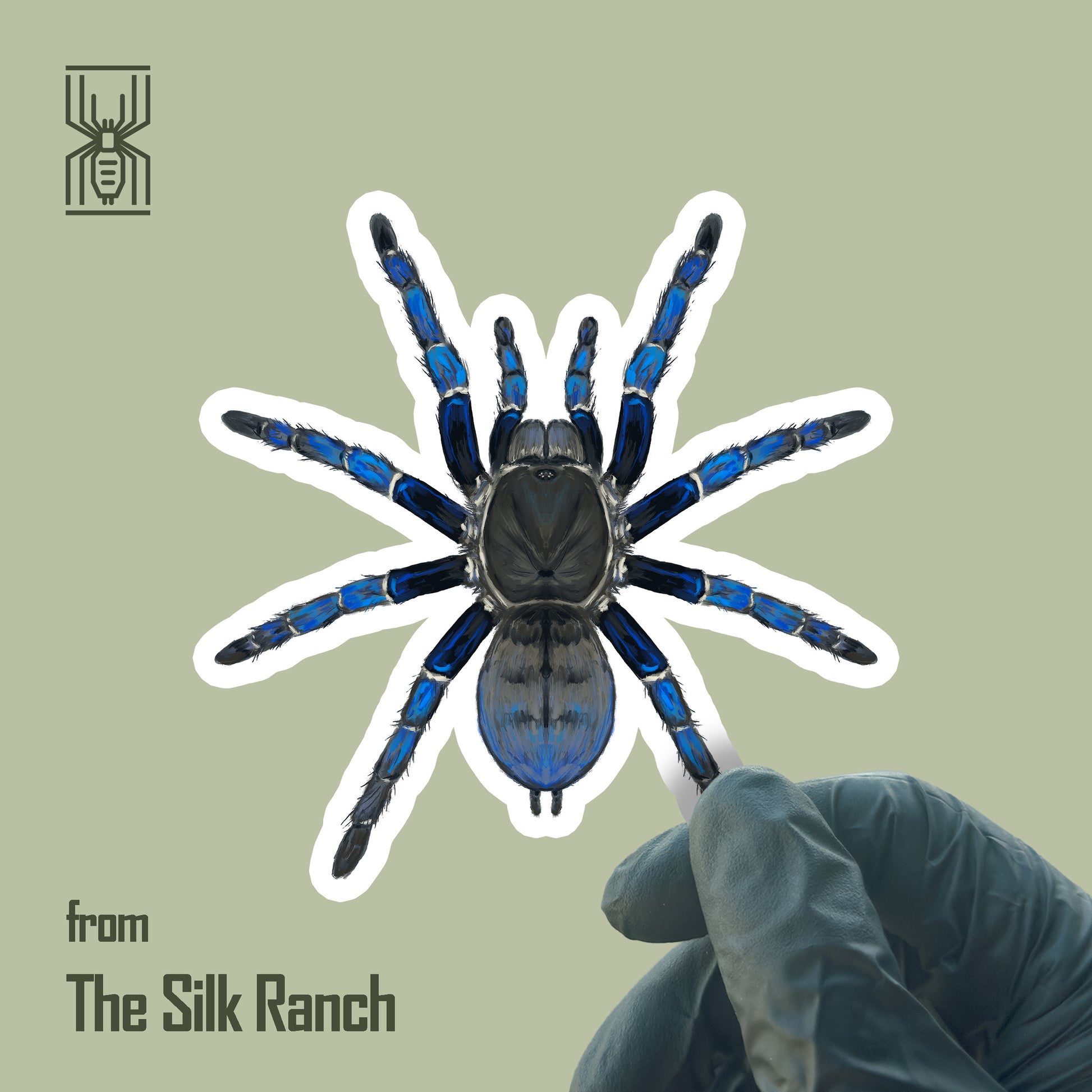 Cobalt Blue Tarantula Sticker, Cyriopagopus Lividus Waterproof Vinyl Sticker from The Silk Ranch