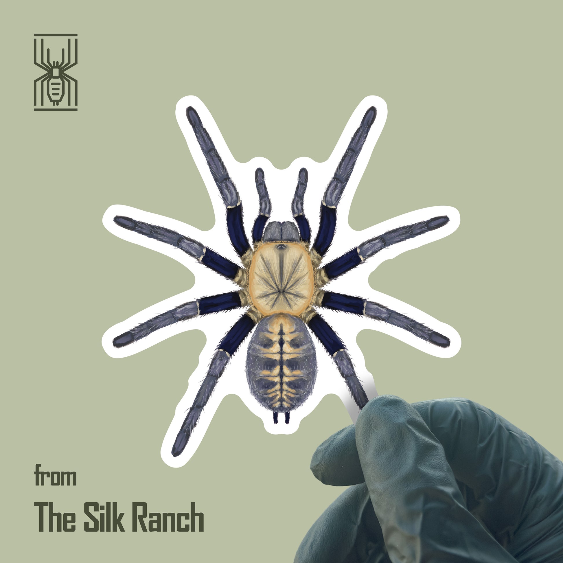Malaysian Blue Femur Tarantula Sticker, Cyriopagopus Robustus Waterproof Vinyl Sticker from The Silk Ranch