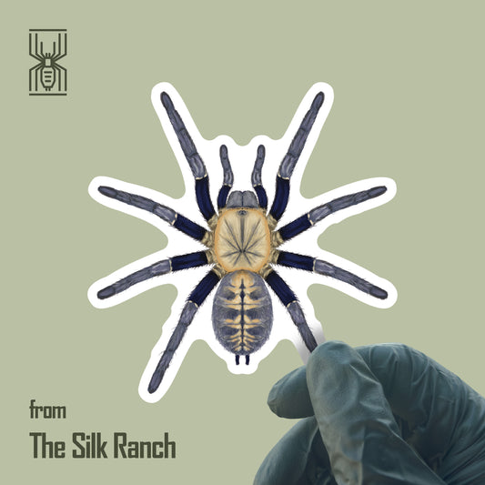 Malaysian Blue Femur Tarantula Sticker, Cyriopagopus Robustus Waterproof Vinyl Sticker from The Silk Ranch