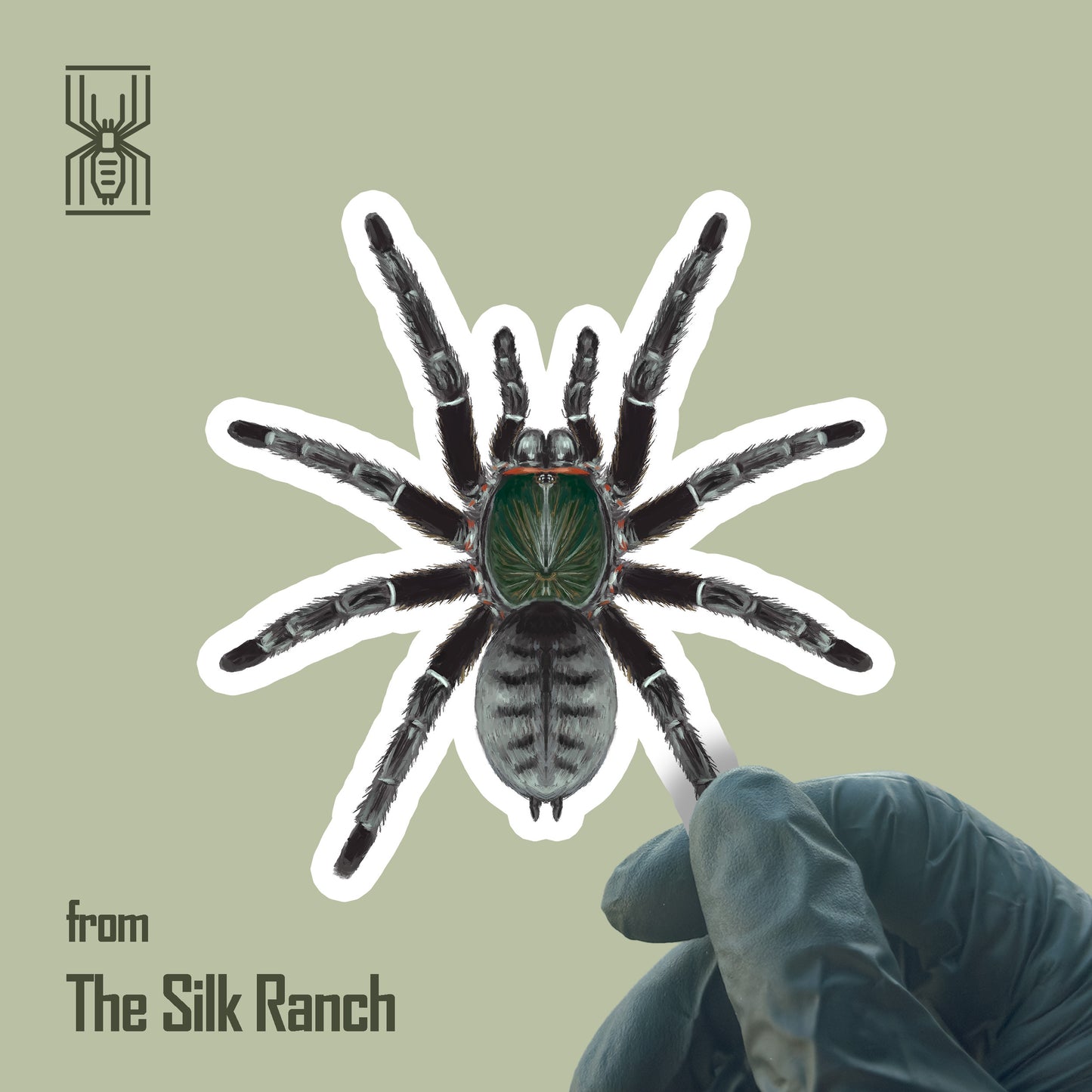 Emerald Shadow Tree Tarantula Sticker, Cyriopagopus sp. Valhalla Waterproof Vinyl Sticker from The Silk Ranch