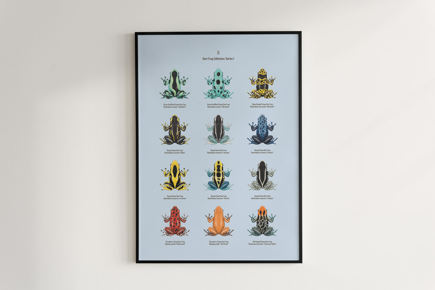 Colorful Poison Dart Frog Series 1 art poster by The Silk Ranch, featuring vibrant amphibian illustrations on a natural background.