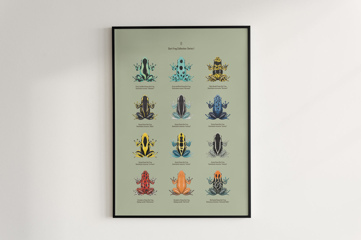Colorful Poison Dart Frog Series 1 poster featuring vibrant amphibian artwork by The Silk Ranch on a high-quality art print.