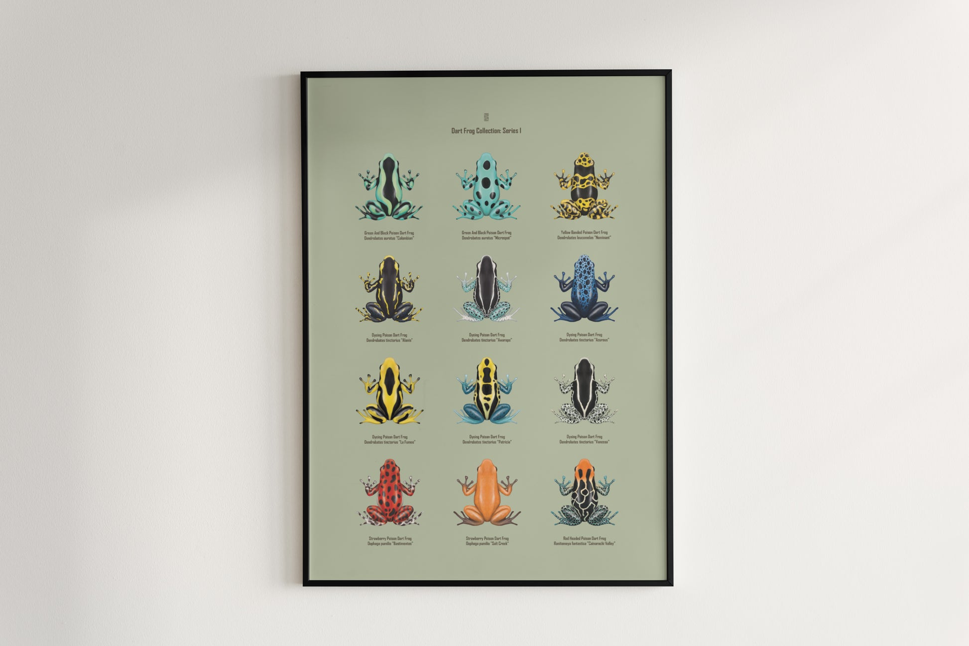 Colorful Poison Dart Frog Series 1 poster featuring vibrant amphibian artwork by The Silk Ranch on a high-quality art print.