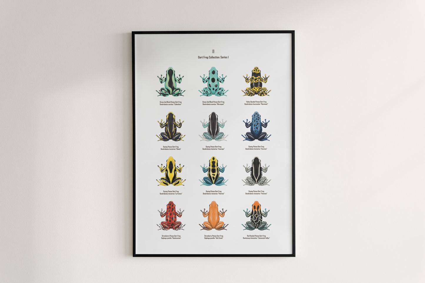 Poison Dart Frog Series 1 art poster by The Silk Ranch featuring vibrant, detailed illustrations of poison dart frogs on a natural background.