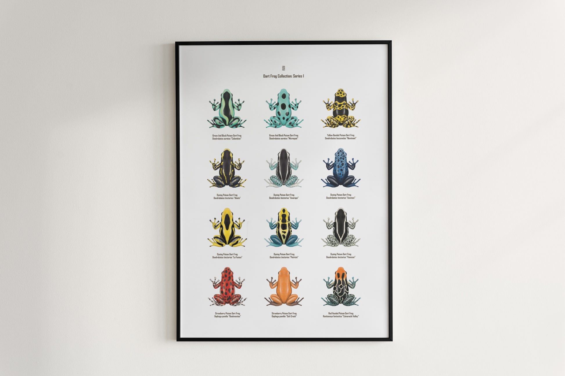 Poison Dart Frog Series 1 art poster by The Silk Ranch featuring vibrant, detailed illustrations of poison dart frogs on a natural background.