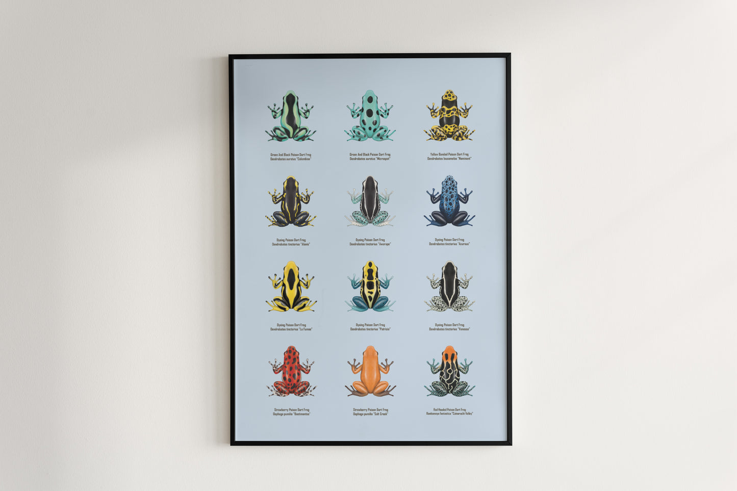 Colorful Poison Dart Frog Series 1 art poster by The Silk Ranch featuring vibrant amphibian illustrations.