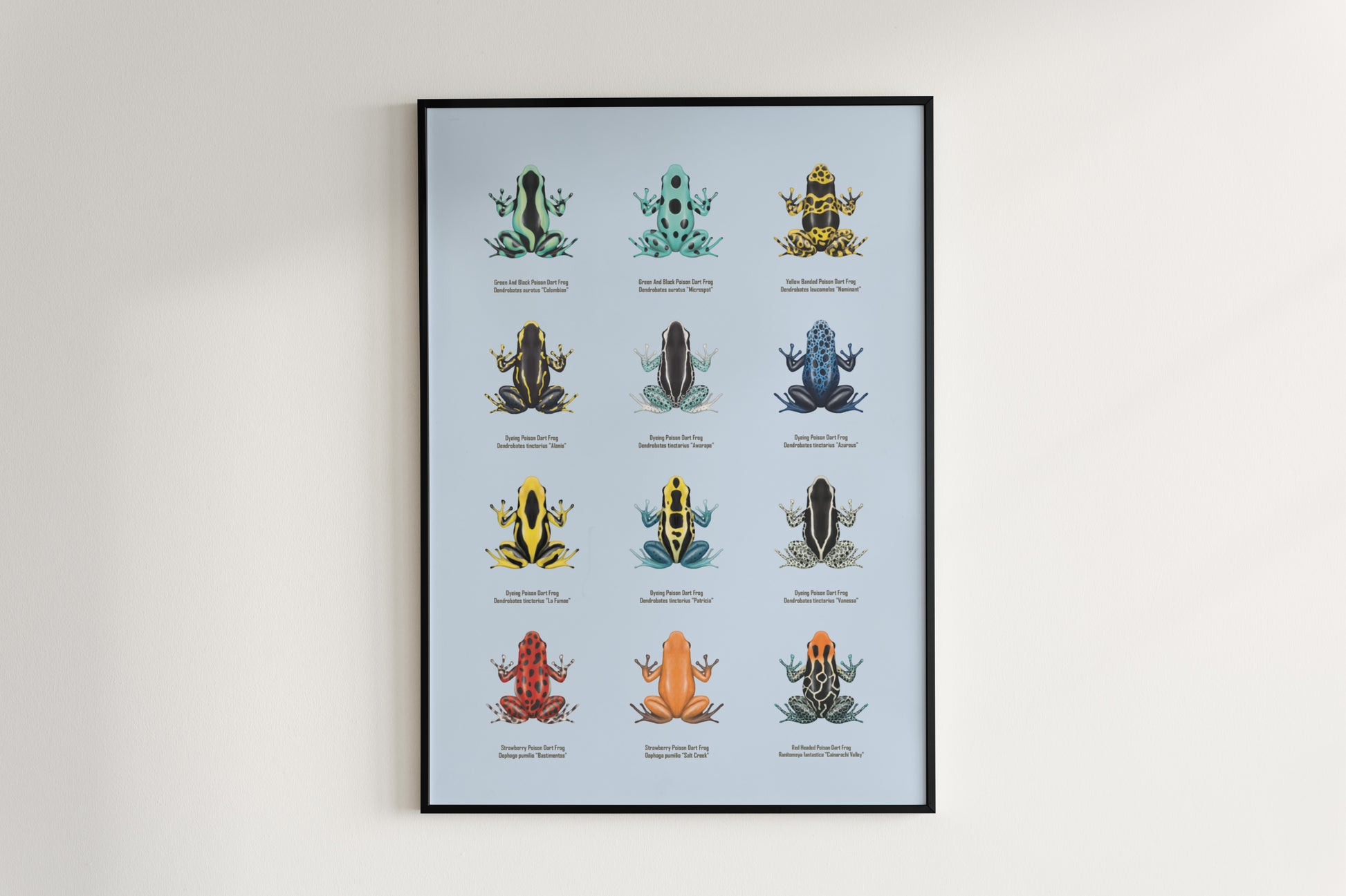 Colorful Poison Dart Frog Series 1 art poster by The Silk Ranch featuring vibrant amphibian illustrations.