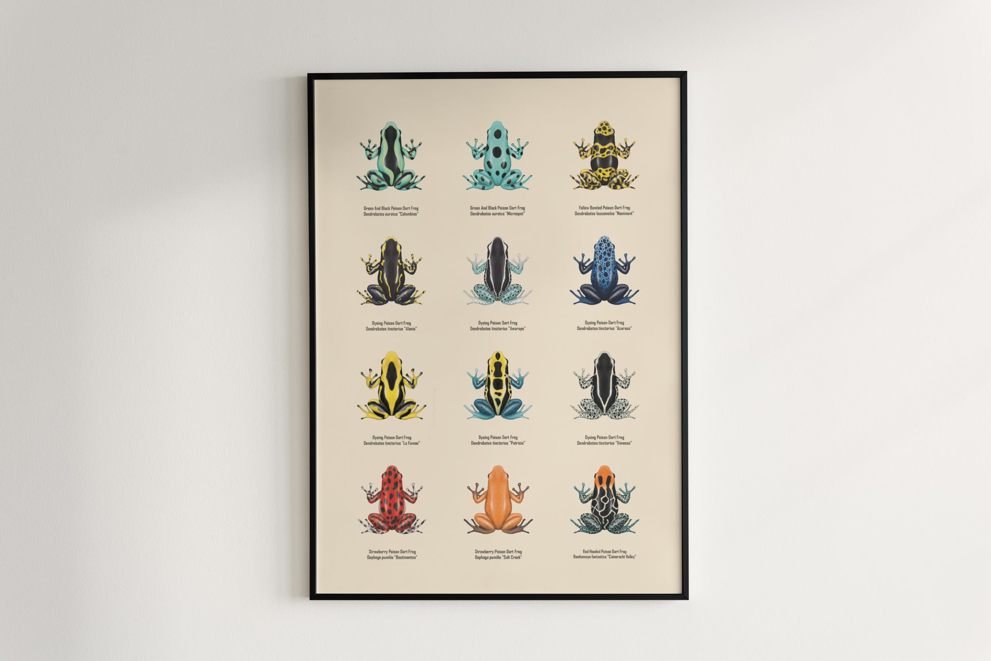 Poison Dart Frog Series 1 art poster by The Silk Ranch, featuring vibrant colorful frog illustrations on a white background.