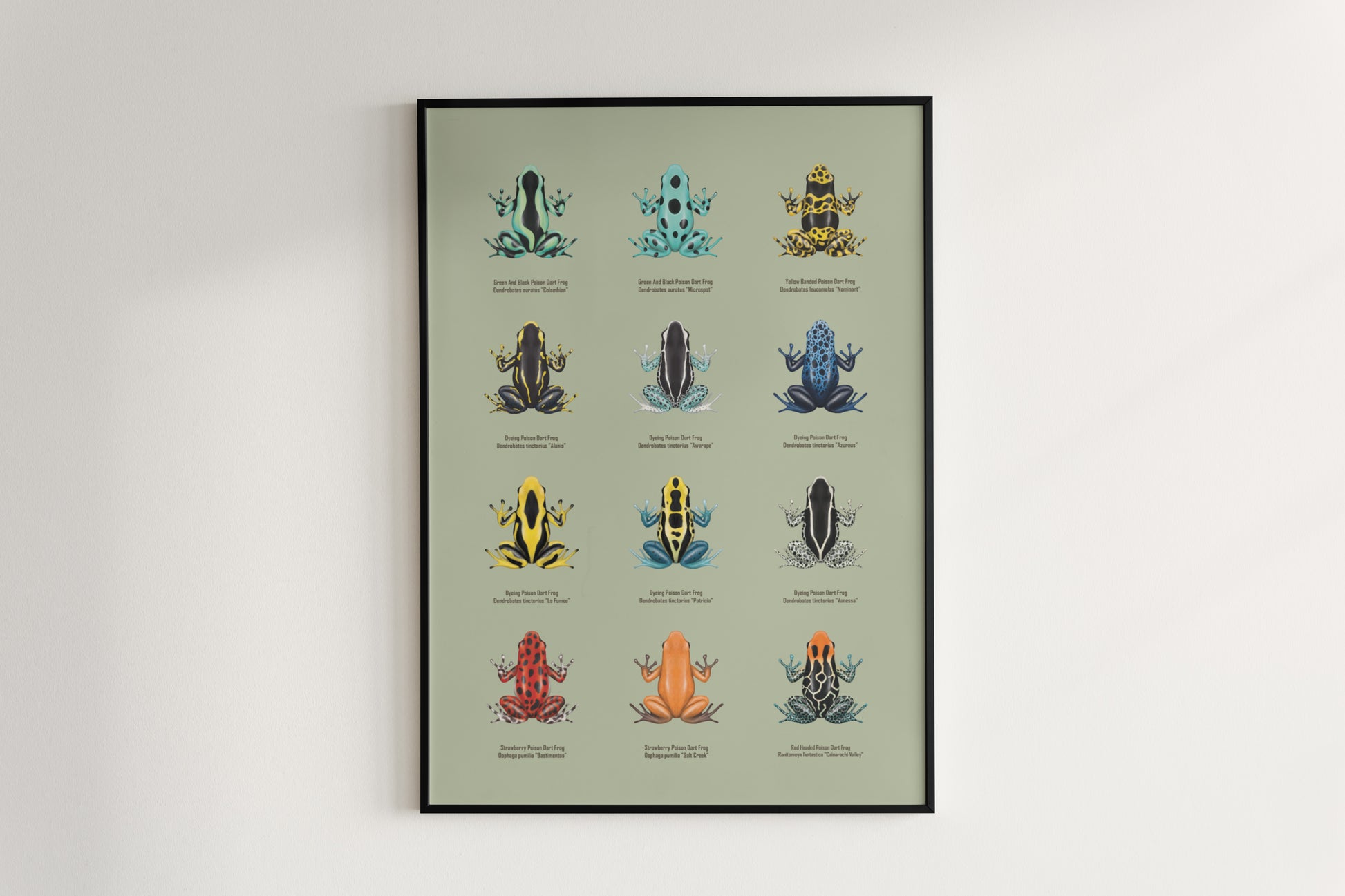 Poison Dart Frog Series 1 art poster by The Silk Ranch featuring vibrant, detailed illustration of colorful poison dart frogs.