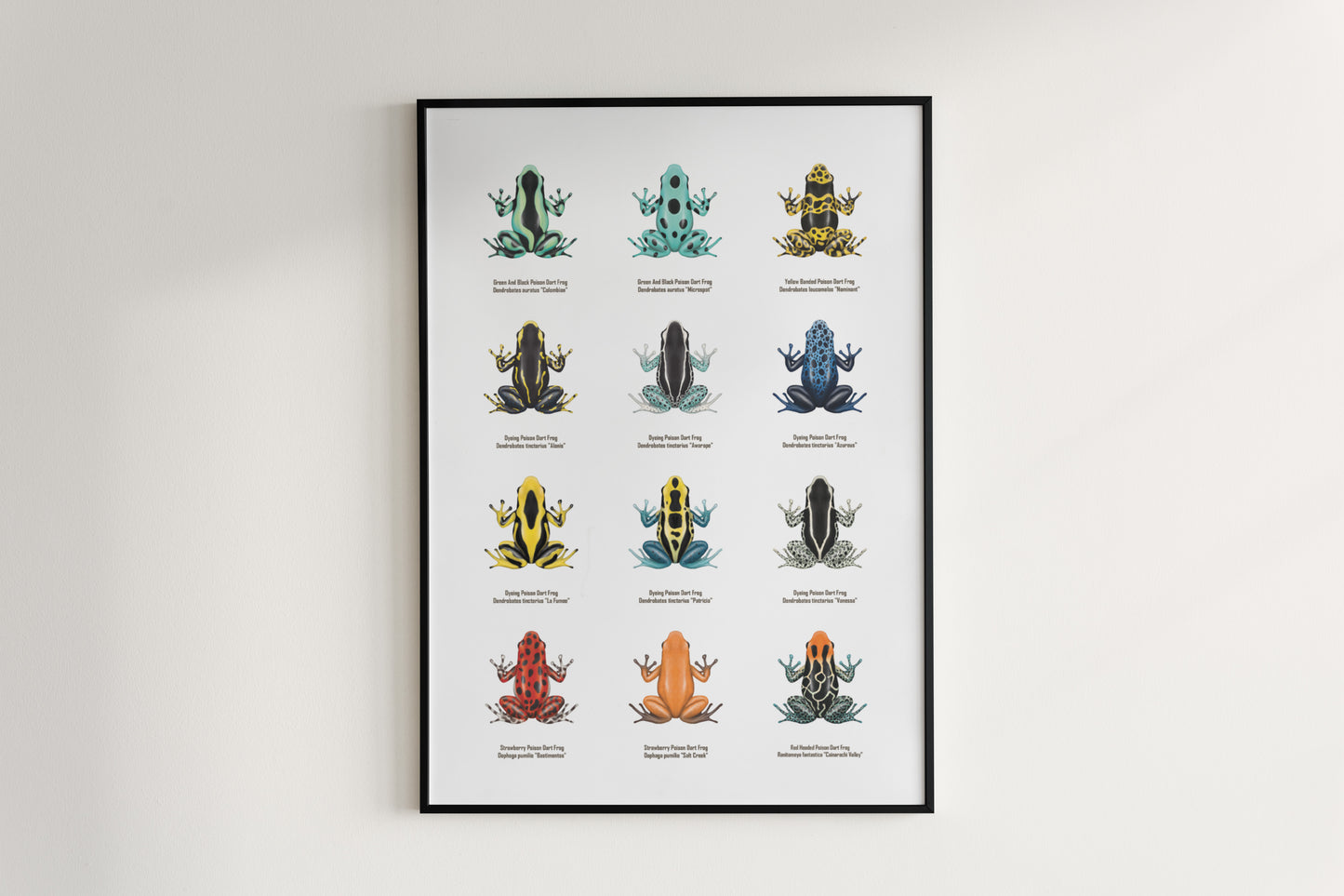 Colorful Poison Dart Frog Series 1 art poster by The Silk Ranch, showcasing vibrant amphibian illustrations on high-quality paper.