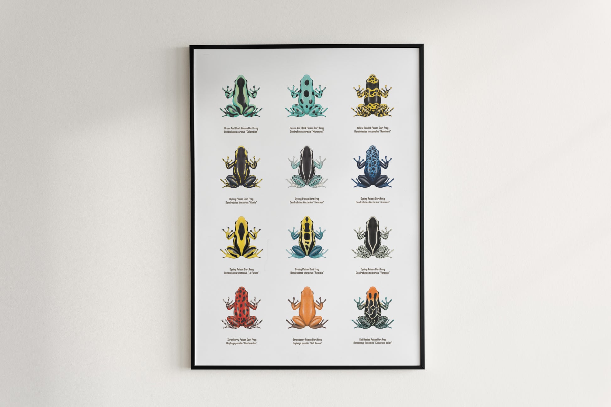 Colorful Poison Dart Frog Series 1 art poster by The Silk Ranch, showcasing vibrant amphibian illustrations on high-quality paper.