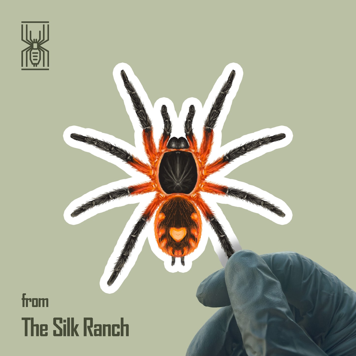 Lava Tarantula Sticker, Davus sp. Panama Waterproof Vinyl Sticker from The Silk Ranch