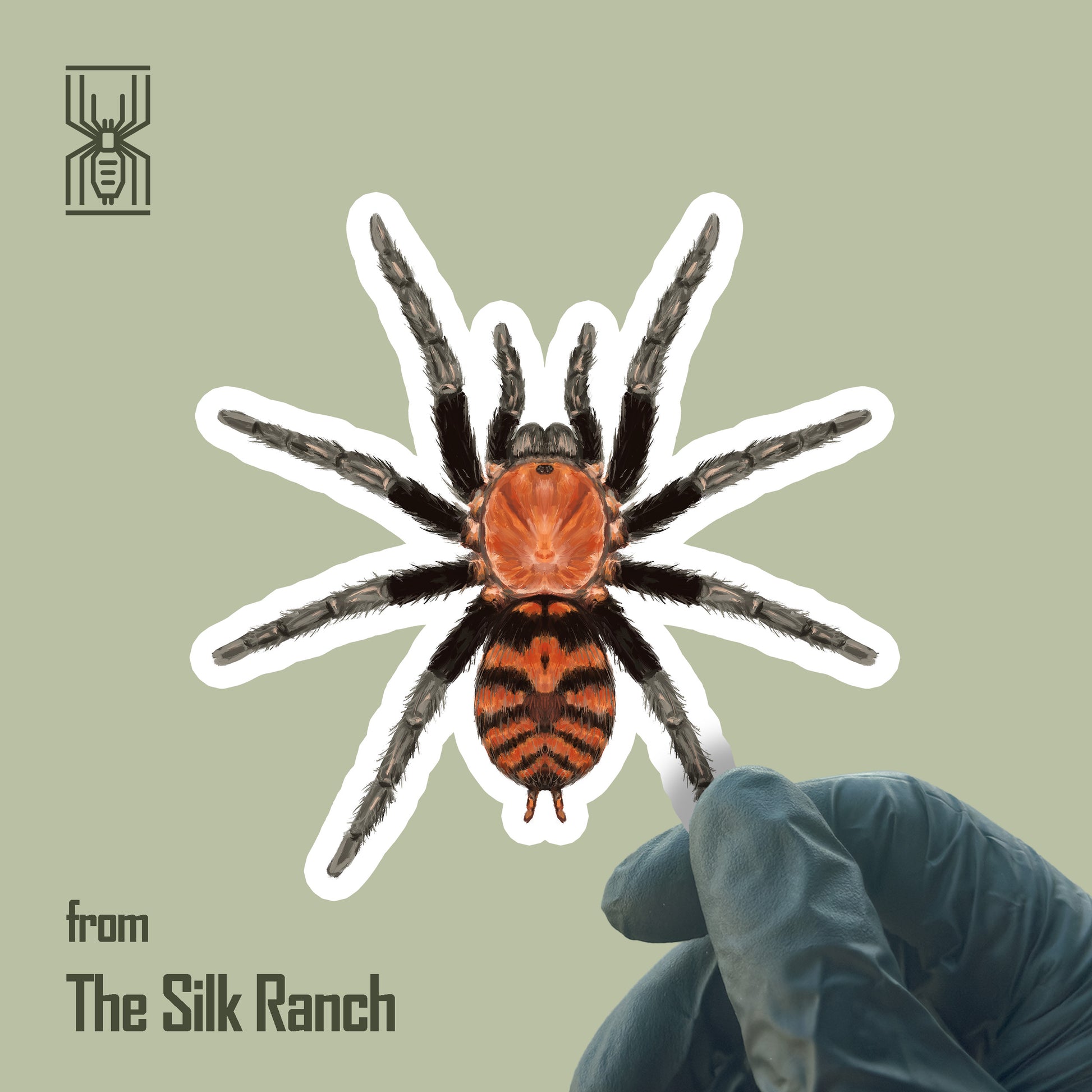 Guatemalan Tiger Rump Tarantula vinyl sticker featuring Davus pentaloris, waterproof and durable for outdoor or indoor use.