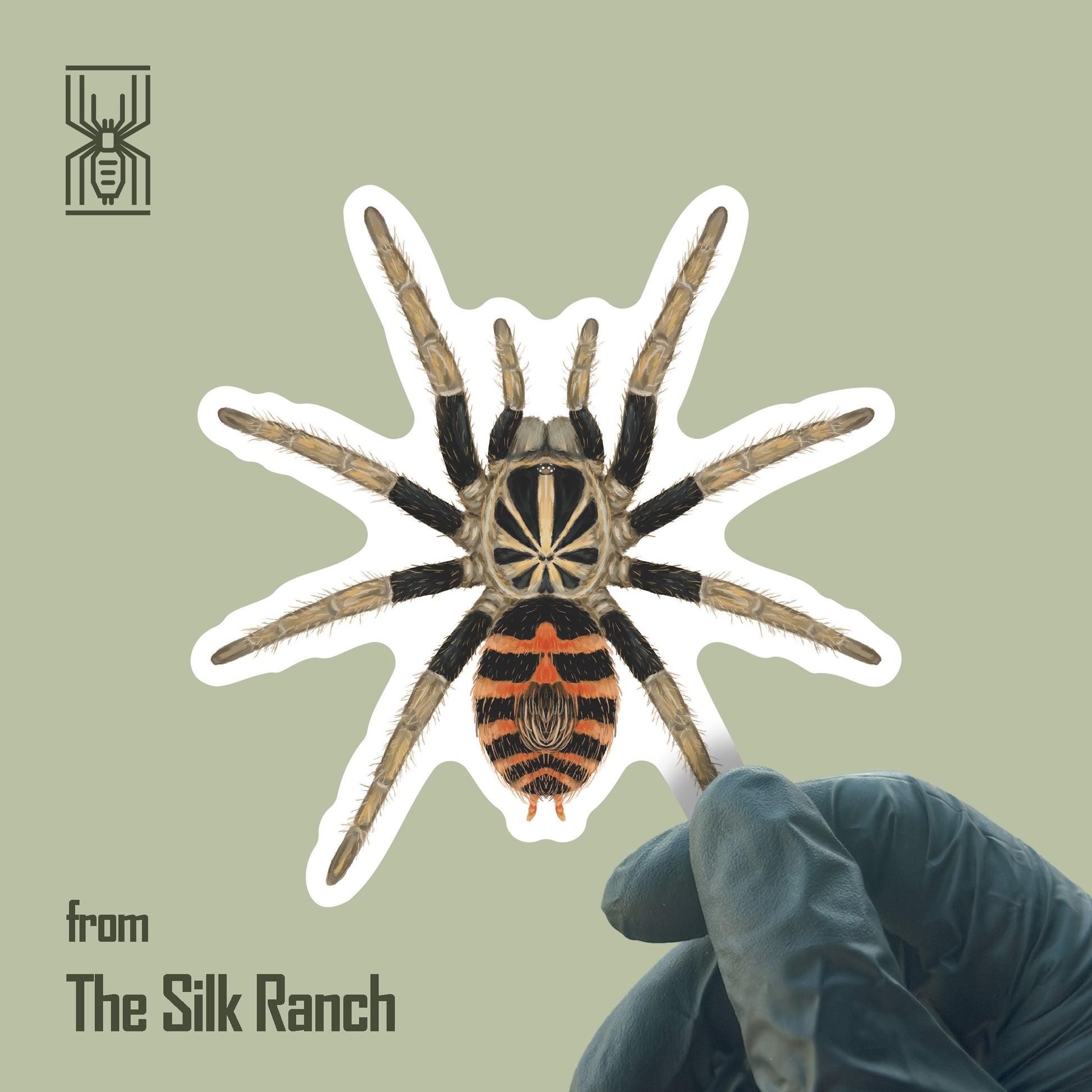 Waterproof vinyl sticker of a Dwarf Crowned Tiger Tarantula (Davus sp. Chiapas) from The Silk Ranch, showing detailed spider illustration.