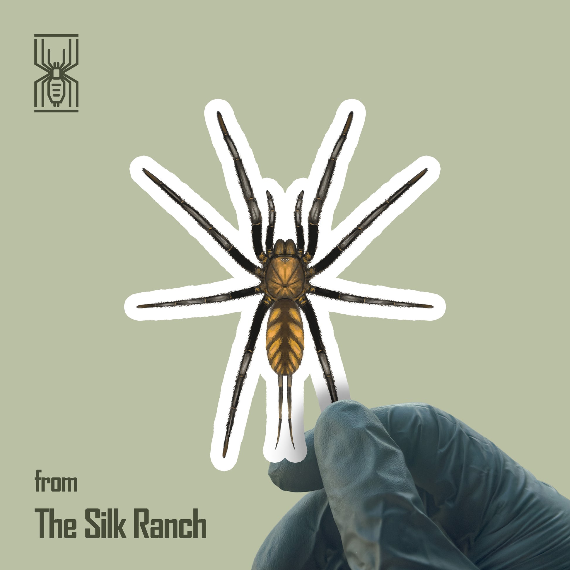 Golden Striped Curtain Web Spider Sticker, Dipluridae sp. Golden Stripes Waterproof Vinyl Sticker from The Silk Ranch