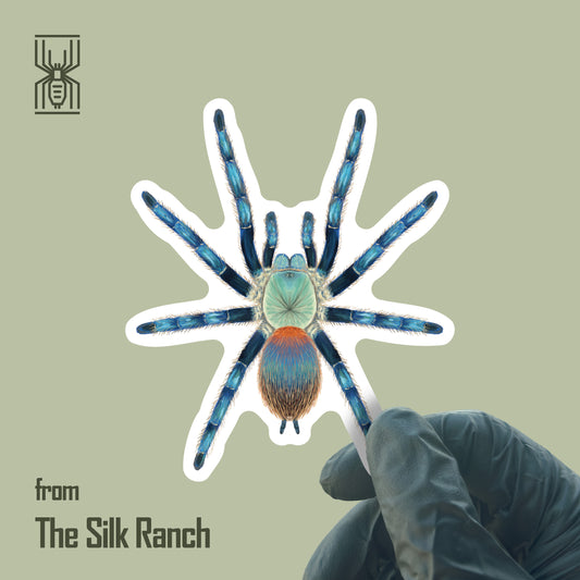 Brazilian Blue Dwarf Beauty Tarantula Sticker, Dolichothele Diamantinensis Waterproof Vinyl Sticker from The Silk Ranch