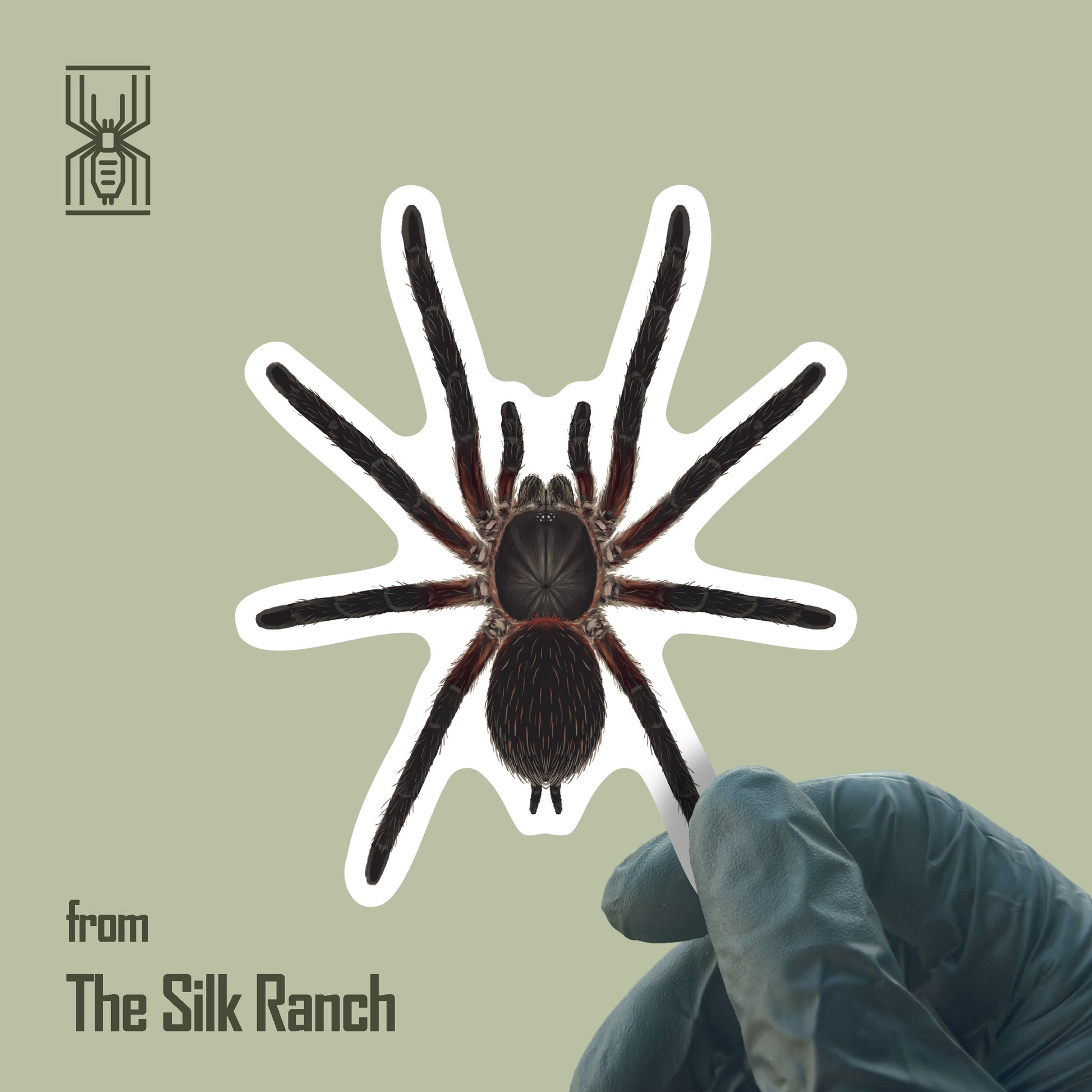 Black Dwarf Beauty Tarantula vinyl sticker featuring Dolichothele mineirum, waterproof and durable for outdoor or indoor use.