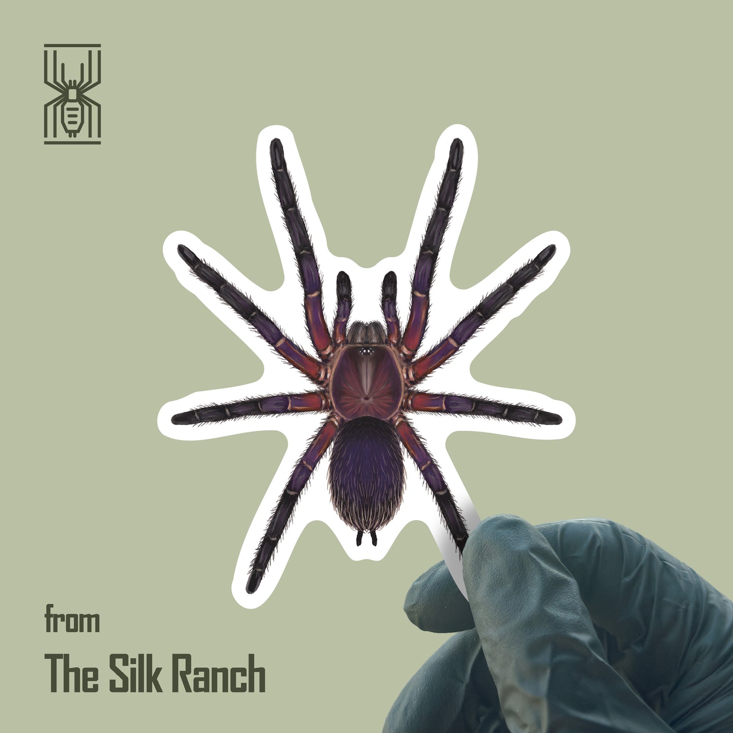 Neon Purple Blast Tarantula Sticker, Dolichothele Rufoniger Waterproof Vinyl Sticker from The Silk Ranch