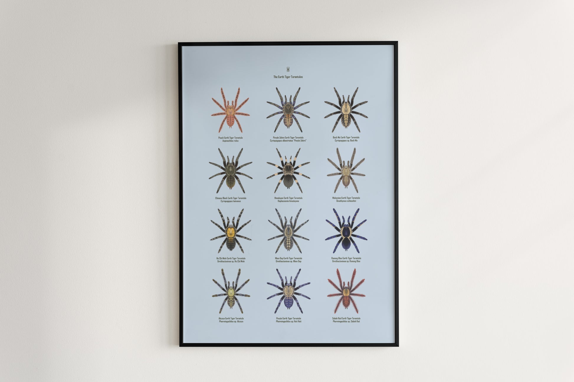 The Earth Tiger Tarantulas Poster from The Silk Ranch