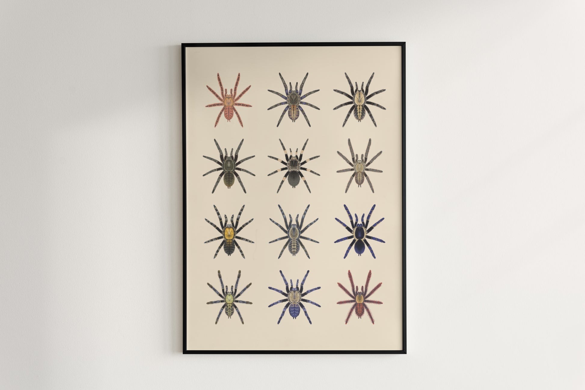 The Earth Tiger Tarantulas Poster from The Silk Ranch