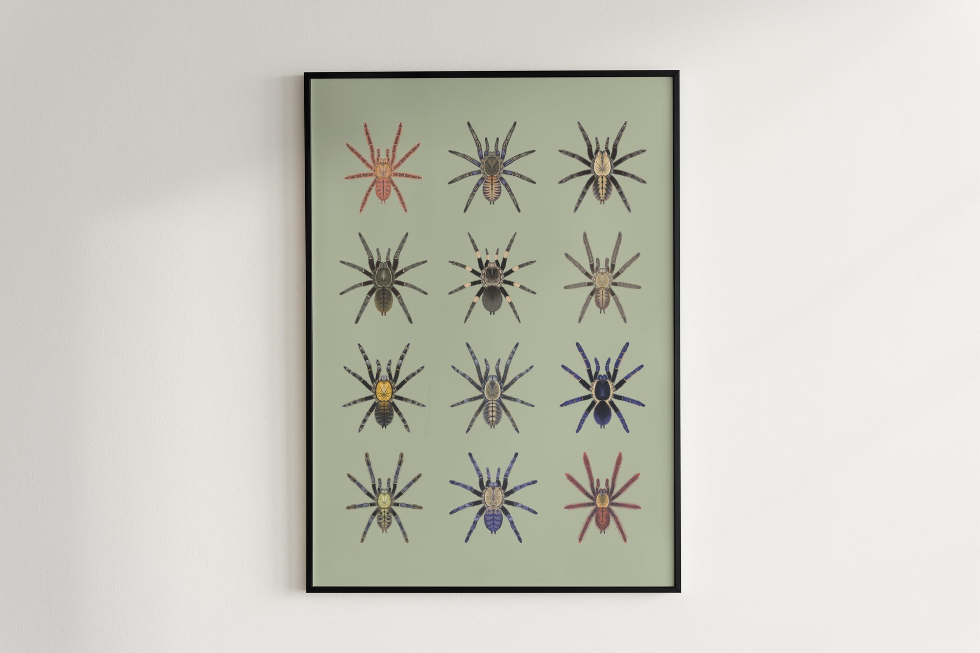 The Earth Tiger Tarantulas Poster from The Silk Ranch