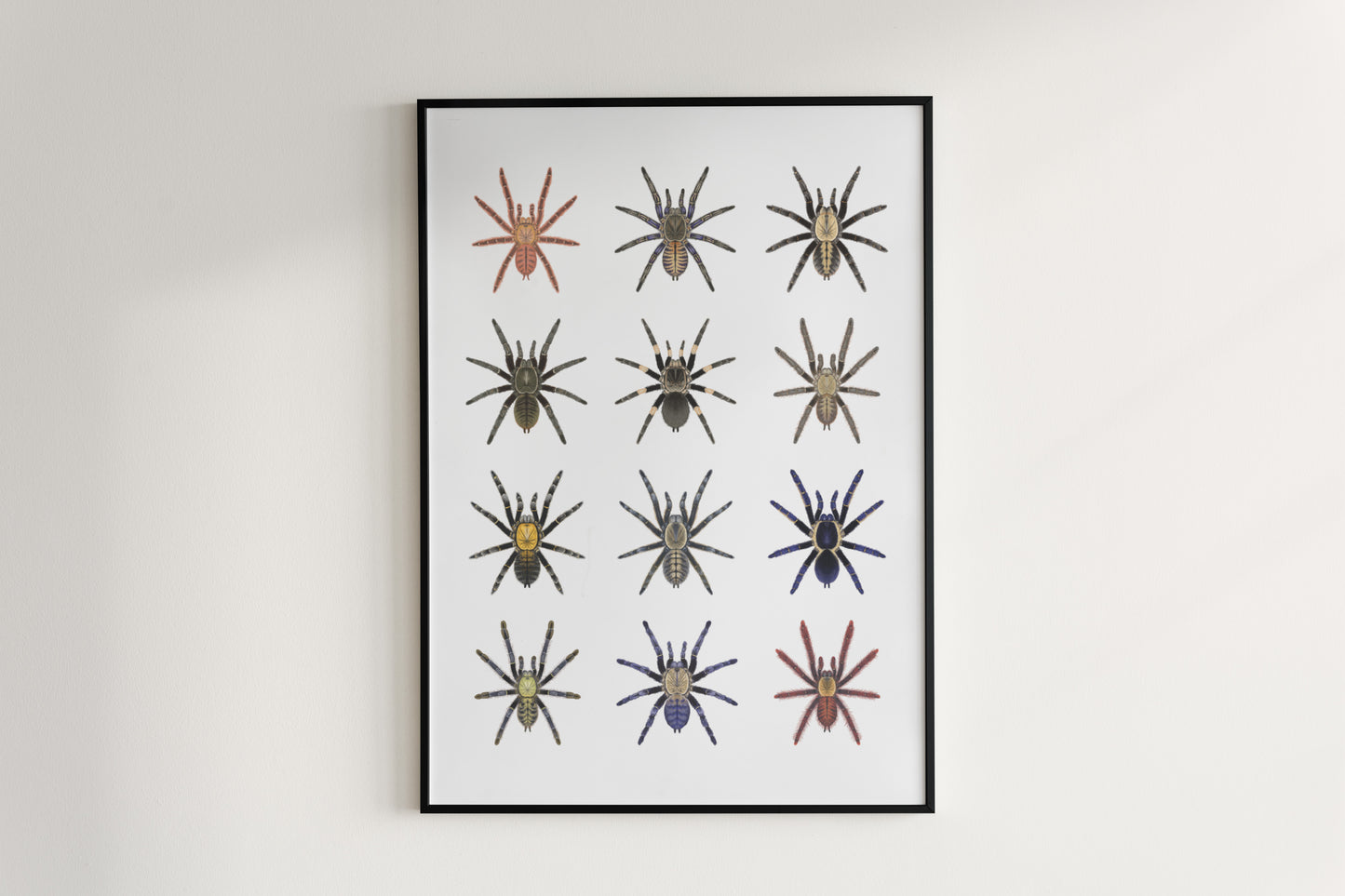 The Earth Tiger Tarantulas Poster from The Silk Ranch