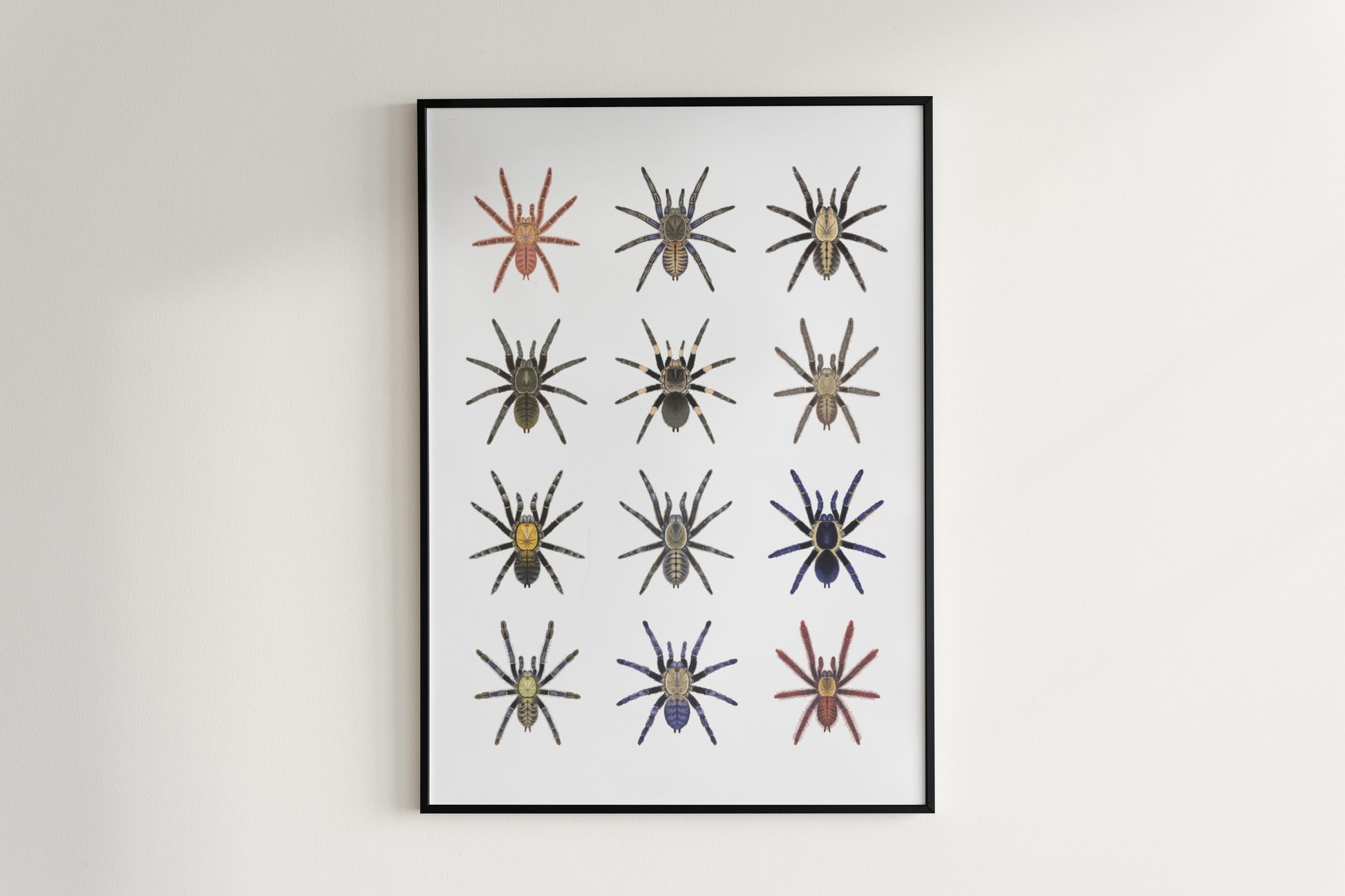 The Earth Tiger Tarantulas Poster from The Silk Ranch