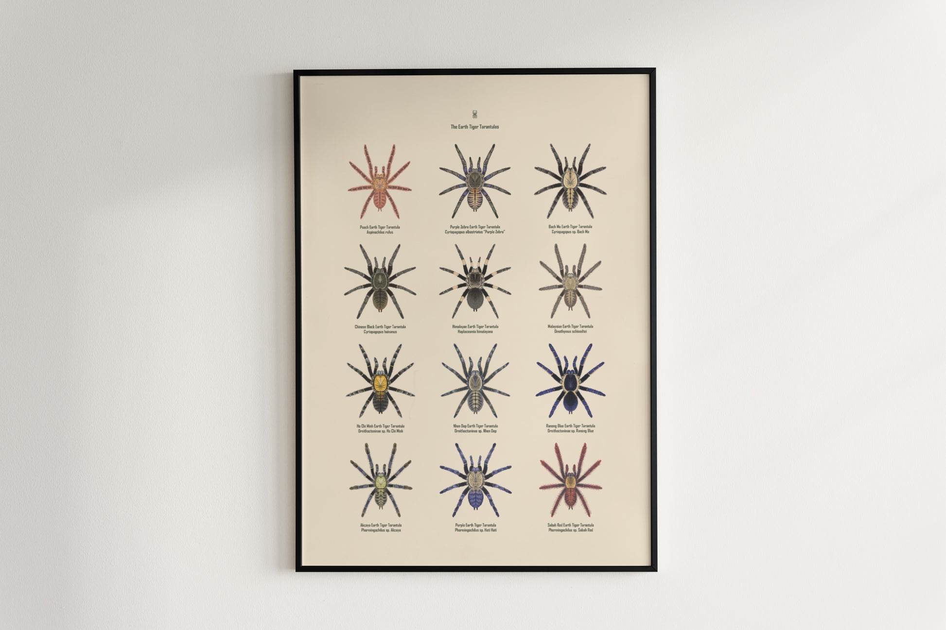 The Earth Tiger Tarantulas Poster from The Silk Ranch