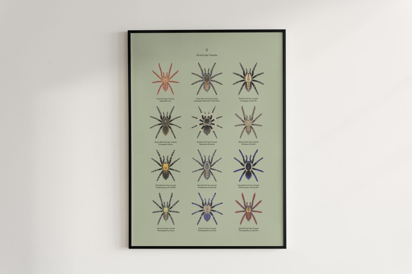 The Earth Tiger Tarantulas Poster from The Silk Ranch