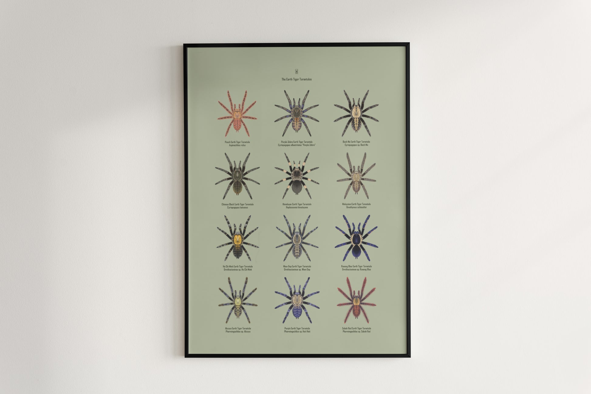 The Earth Tiger Tarantulas Poster from The Silk Ranch