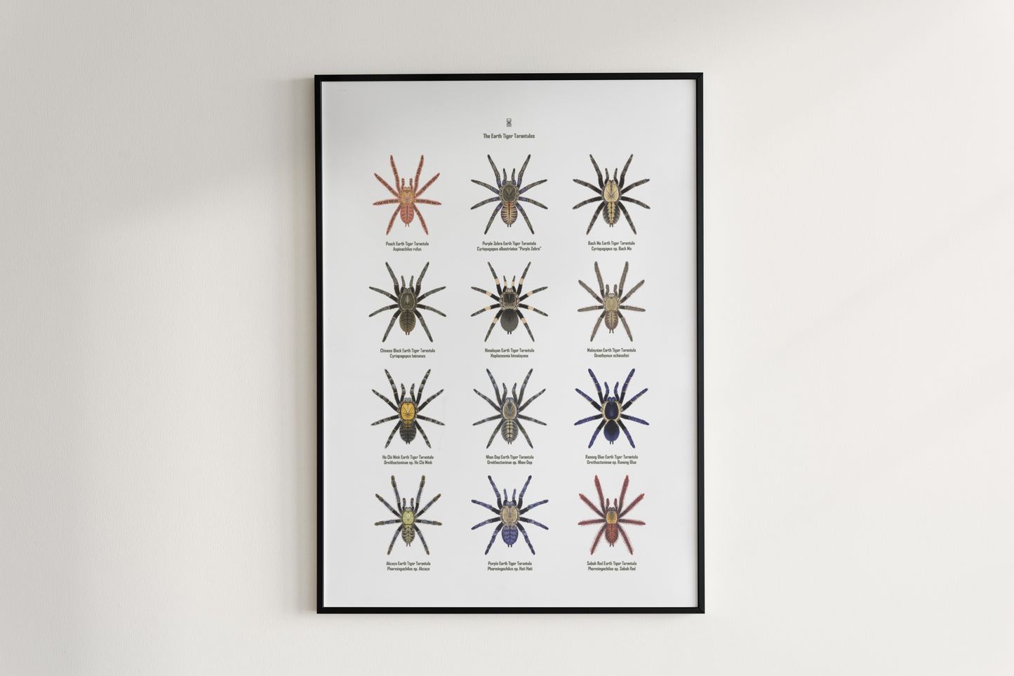 The Earth Tiger Tarantulas Poster from The Silk Ranch