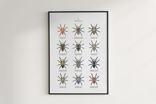 The Earth Tiger Tarantulas Poster from The Silk Ranch