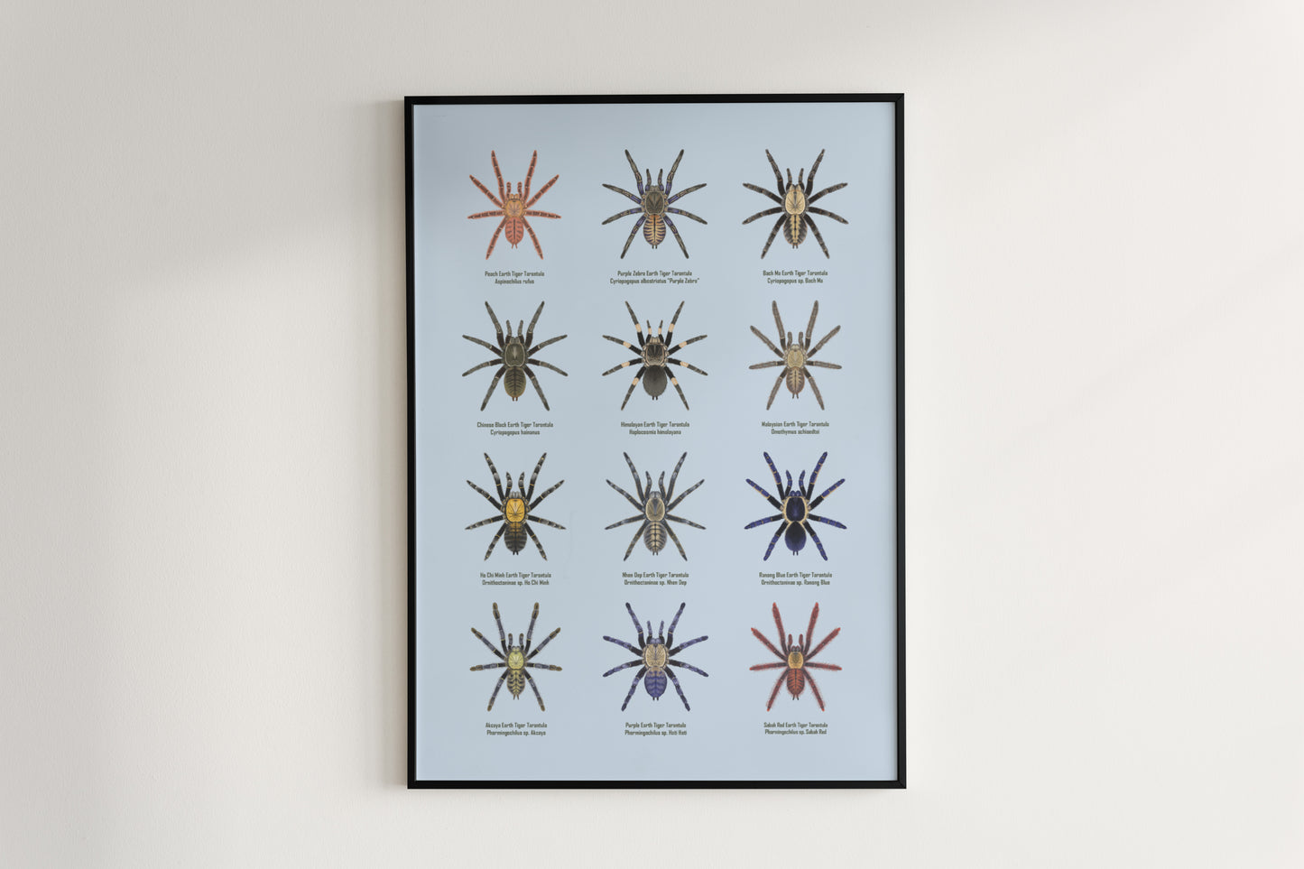 The Earth Tiger Tarantulas Poster from The Silk Ranch