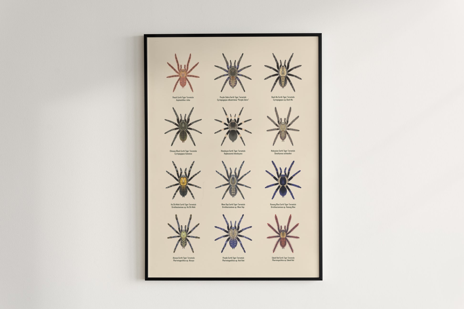 The Earth Tiger Tarantulas Poster from The Silk Ranch