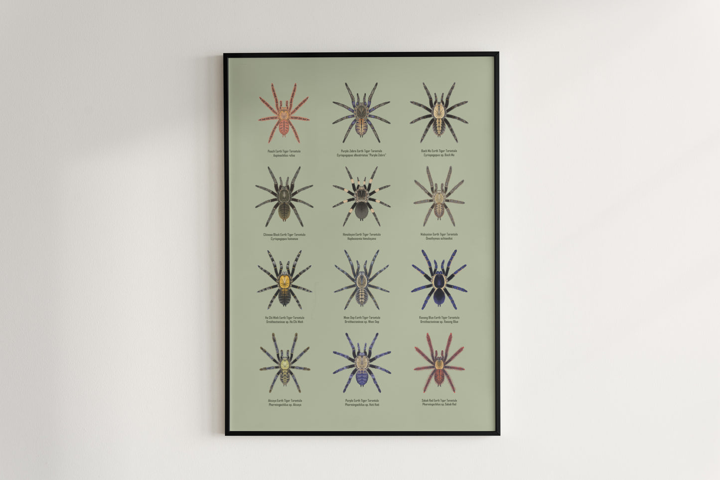 The Earth Tiger Tarantulas Poster from The Silk Ranch