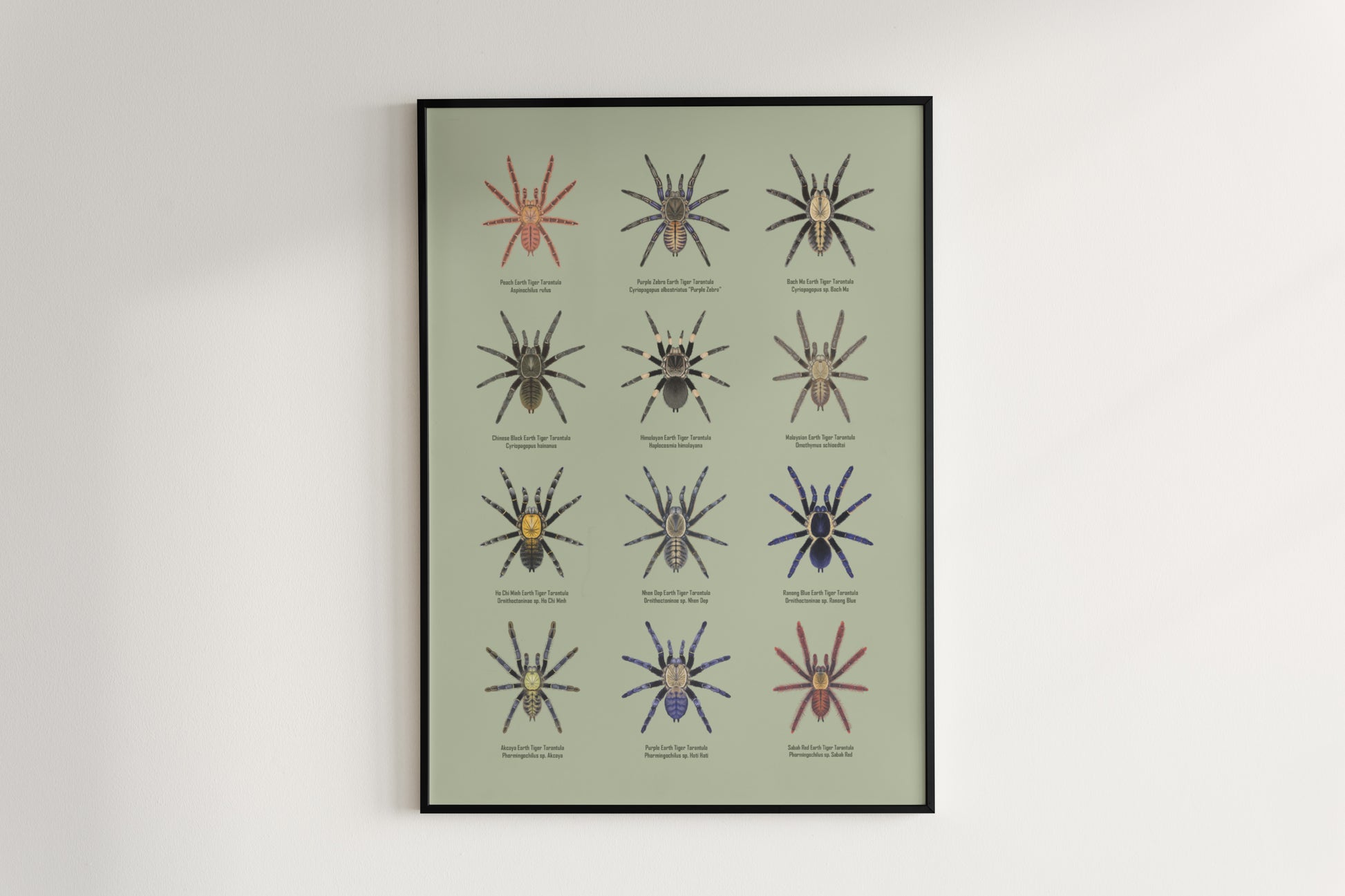 The Earth Tiger Tarantulas Poster from The Silk Ranch