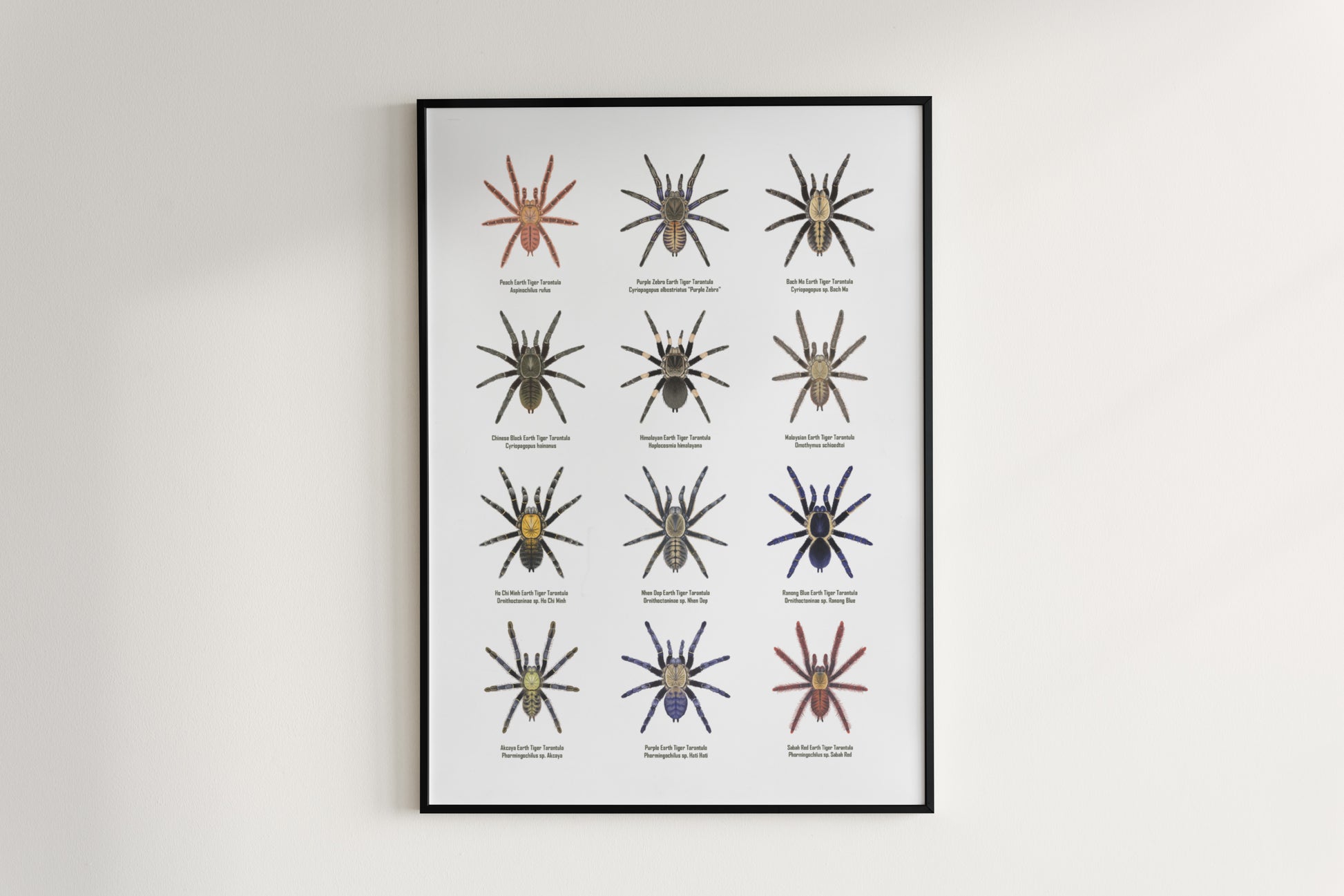 The Earth Tiger Tarantulas Poster from The Silk Ranch
