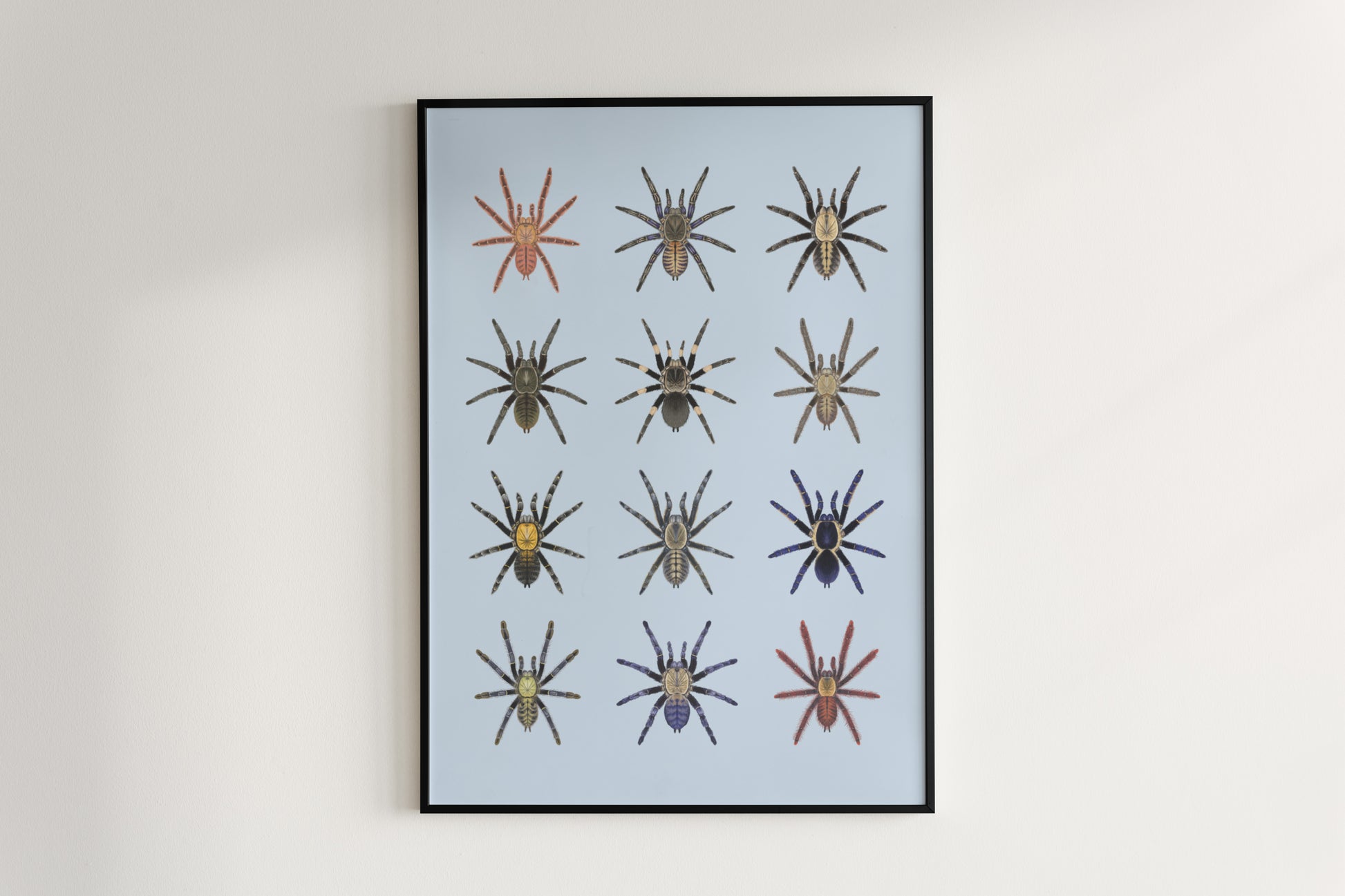 The Earth Tiger Tarantulas Poster from The Silk Ranch