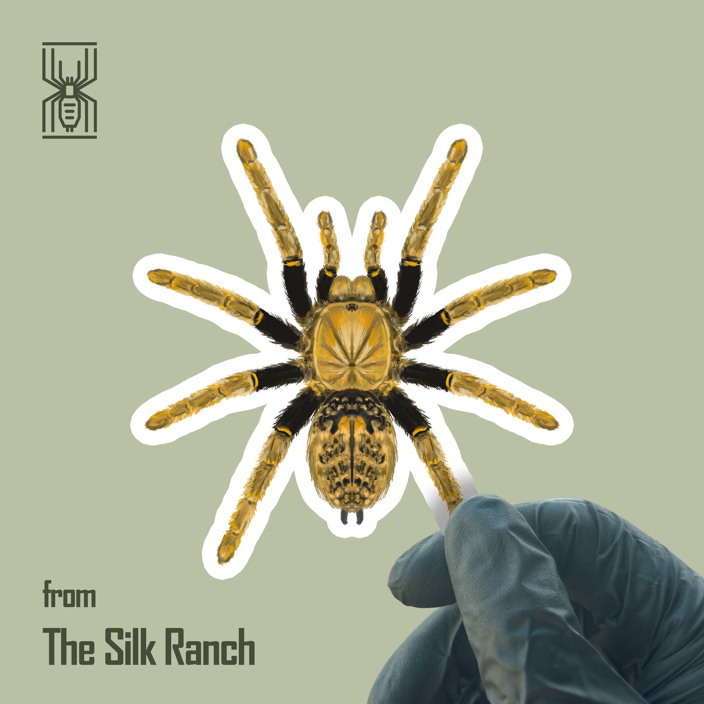 Tanzanian Black and Olive Tarantula sticker featuring Encyocratella olivacea on waterproof vinyl material.