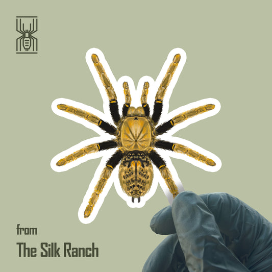 Tanzanian Black and Olive Tarantula Sticker, Encyocratella Olivacea Waterproof Vinyl Sticker from The Silk Ranch