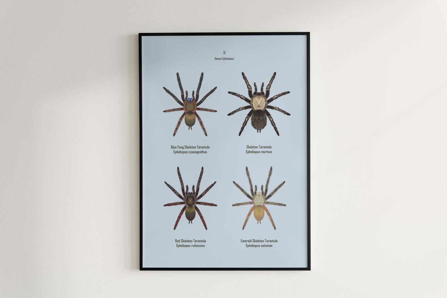 Colorful art poster featuring the Ephebopus genus tarantula, showcasing detailed illustrations from The Silk Ranch.