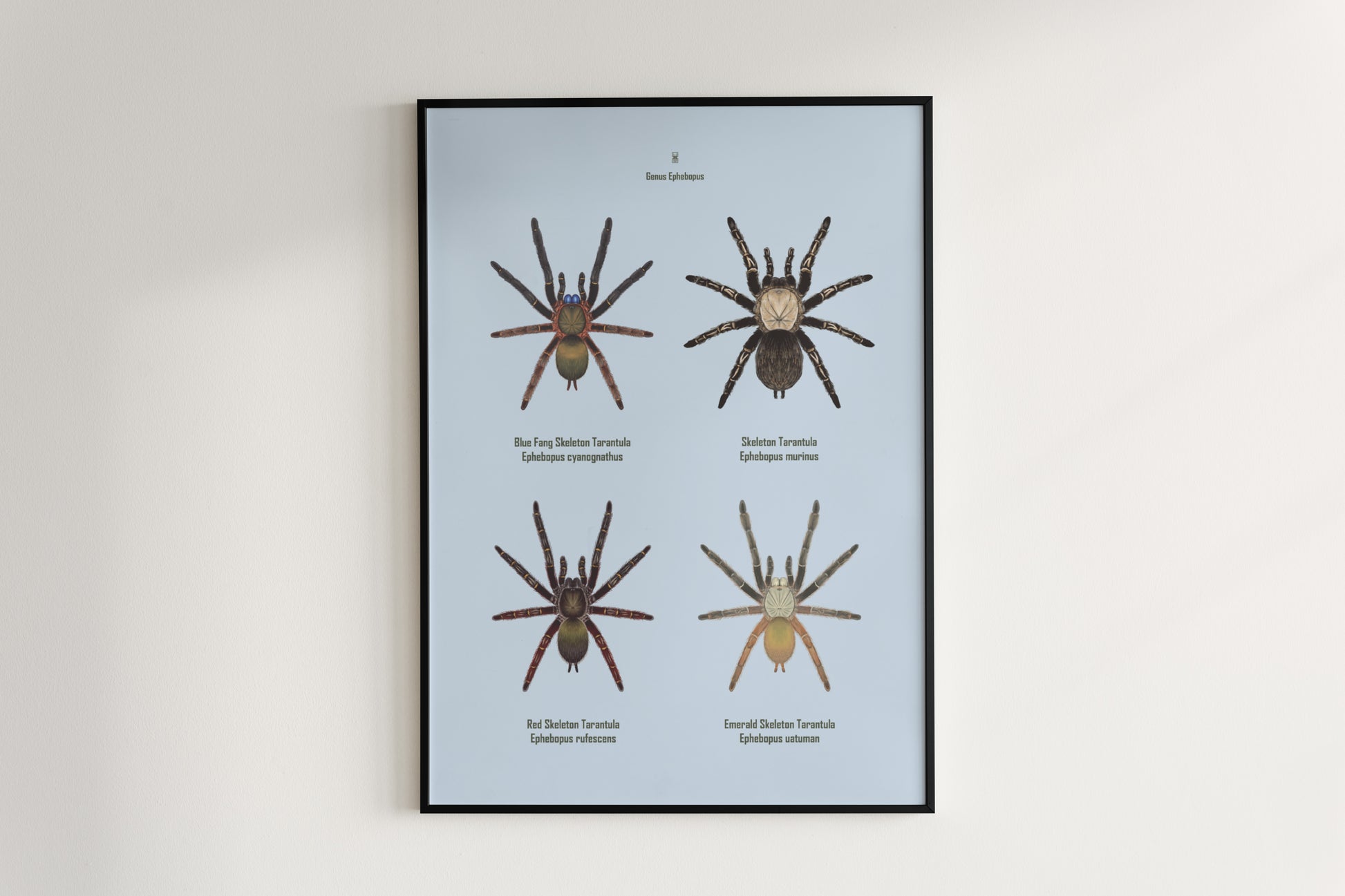 Colorful art poster featuring the Ephebopus genus tarantula, showcasing detailed illustrations from The Silk Ranch.