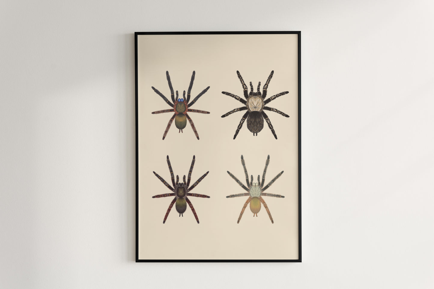 Close-up of The Ephebopus Genus art poster by The Silk Ranch, showcasing detailed illustrations of Ephebopus tarantulas on a neutral background.
